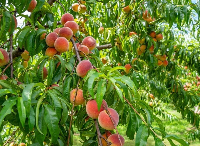 Co zrobić, żeby brzoskwinie uginały się od owoców?