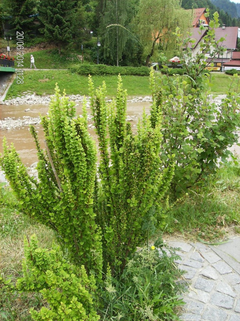 Pozostałe, CUDOWNA ROŚLINNOŚĆ NAD GRAJCARKIEM I DUNAJCEM W SZCZAWNICY