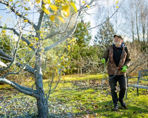 Co daje pryskanie drzew i krzewów owocowych mocznikiem. Najpierw pryskać mocznikiem czy miedzianem?