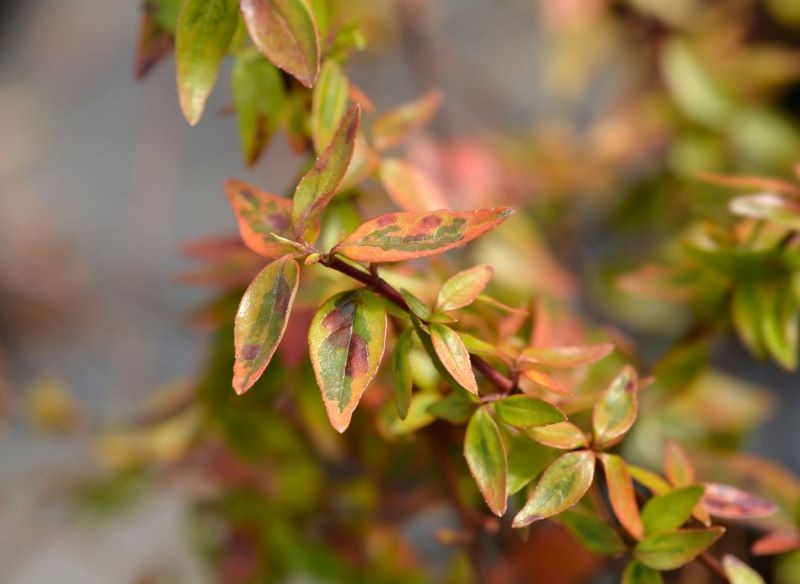 Abelia wielkokwiatowa 'Kaleidoscope' ma wielokolorowe liście.