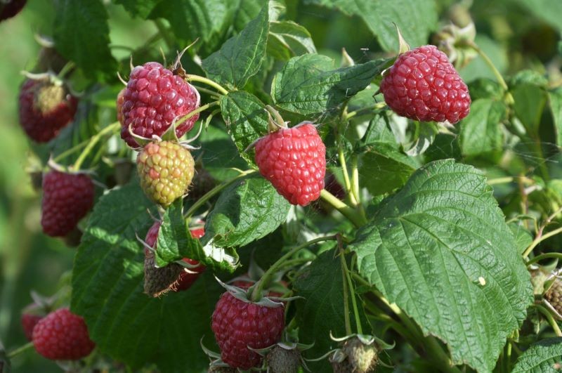 Maliny letnie w sierpniu wymagają cięcia.
