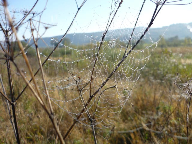 Pozostałe, Natura