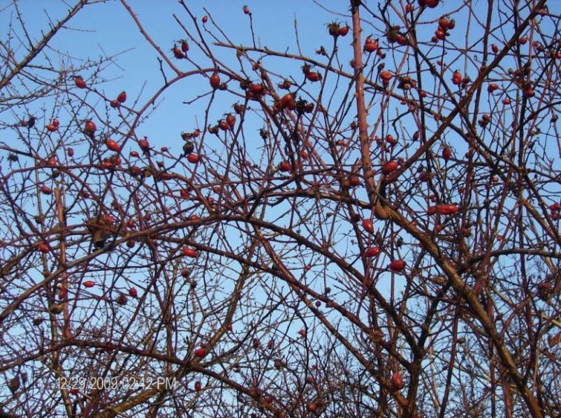 Rośliny, Kolorowy świat - GŁÓG RÓŻANY zimą