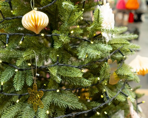 Dlaczego choinka "nie pije" wody? Pielęgnowanie choinki w doniczce, by szybko nie zrzuciła igieł