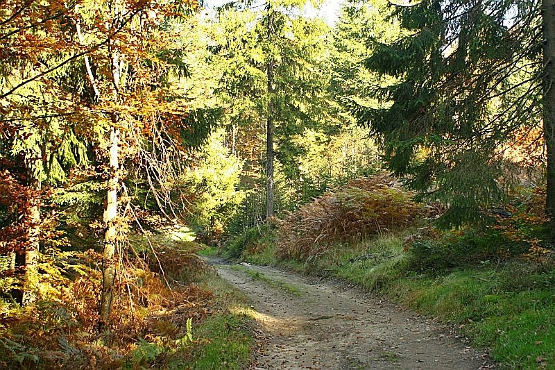 Pozostałe, Góralskie lasy