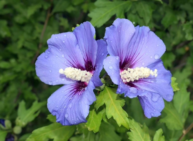 Najpiękniejszą ozdobą ketmii syryjskiej są jej wielkie kwiaty.