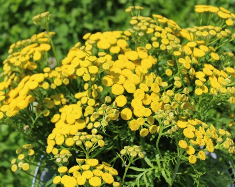 W ogrodzie pomoc numer 1, kiedyś dodawano do potraw. Dziś to roślina zakazana