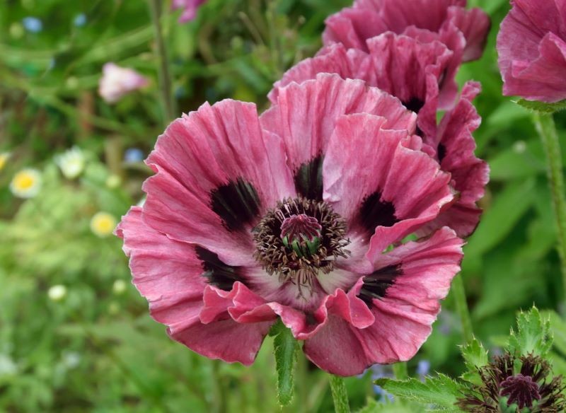 Mak wschodni występuje w wielu kolorowych odmianach.