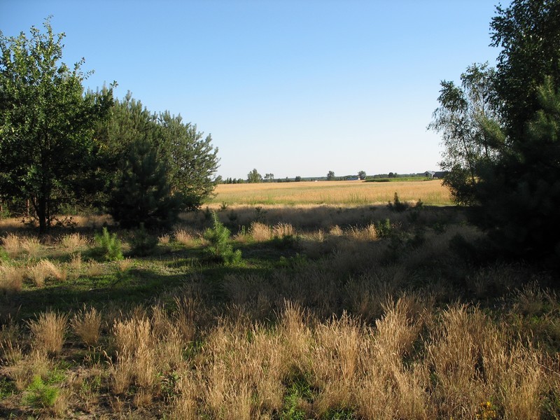 Leśne klimaty, Jak zmieniał się nasz ogród - Tak to wyglądało w 2012 roku.