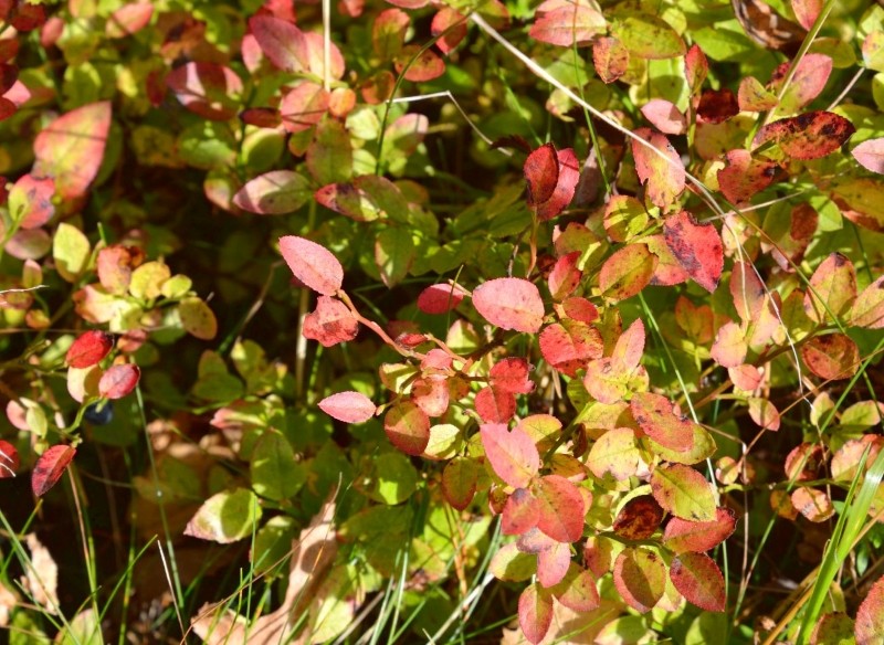 jesienne cięcie borówki amerykańskiej