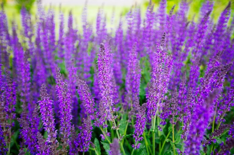 Kwiaty szałwii omączonej najczęściej są niebieskofioletowe, ale możemy poszukać odmian kwitnących w innych kolorach.