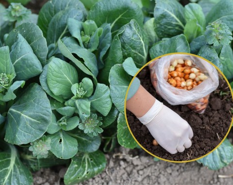 Wysiew i sadzenie warzyw przez zimą. Jak przygotować zagonek na warzywa ozime?