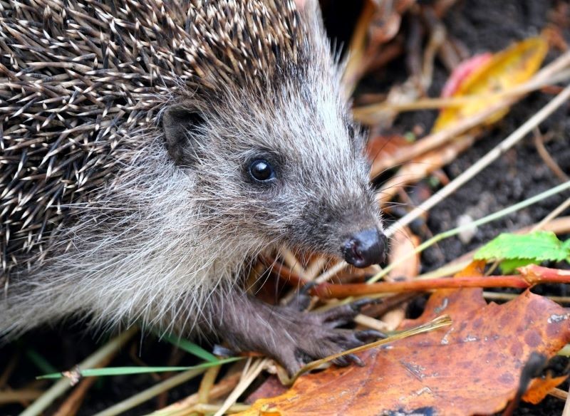 Nosek na wydłużonym pyszczku jeża jest zawsze wilgotny.