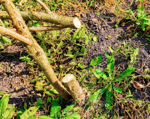 Nie możesz pozbyć się starego krzewu z ogrodu? Oto sposoby na szybkie usunięcie korzenia