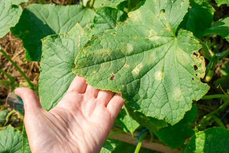bakteryjna kanciasta plamistość ogórka