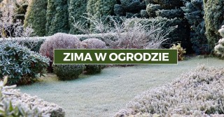 Zima w ogrodzie