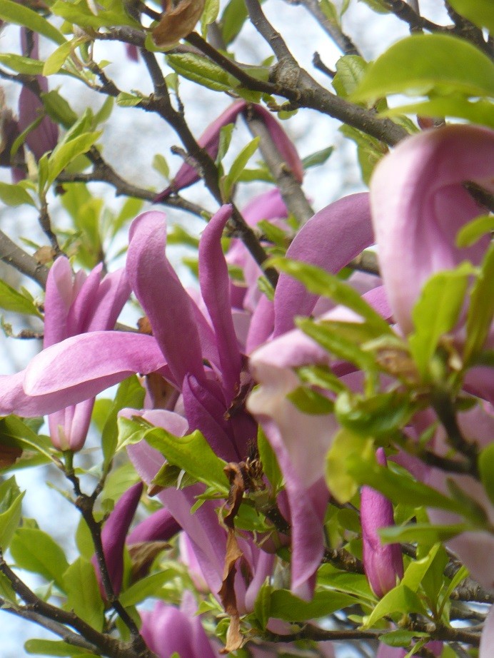 Pozostałe, Majowe love................. - ...........i wciąż jeszcze kwitnąca magnolia...........