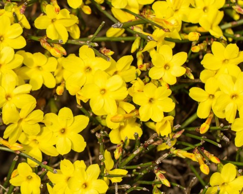 Aż do kwietnia zachwyca słonecznymi kwiatami. Przy dużych mrozach potrzebuje ochrony