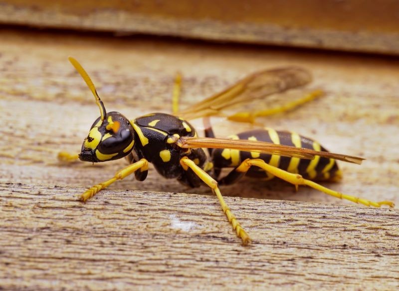 Klecanki chętnie bytują w pobliżu człowieka.