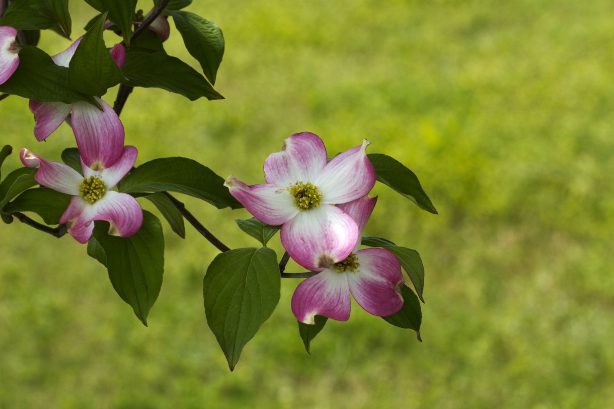 Pozostałe, TOP10 Kwitnących krzewów ogrodowych - DEREŃ KWIECISTY Cornus florida