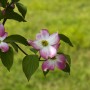 Pozostałe, TOP10 Kwitnących krzewów ogrodowych - DEREŃ KWIECISTY Cornus florida