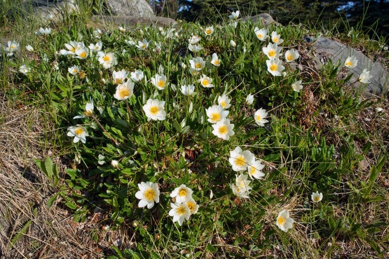 zastosowanie dębika ośmiopłatkowego