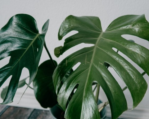 Monstera nadal nie ma dziur? To częsty problem, ale jest na to rada