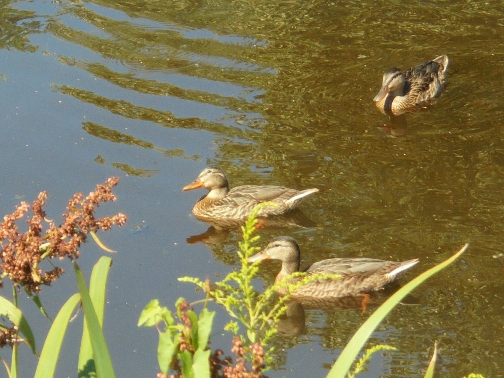 Pozostałe, NATURA w PEŁNEJ  KRASIE - Park Mickiewicza