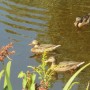 Pozostałe, NATURA w PEŁNEJ  KRASIE - Park Mickiewicza