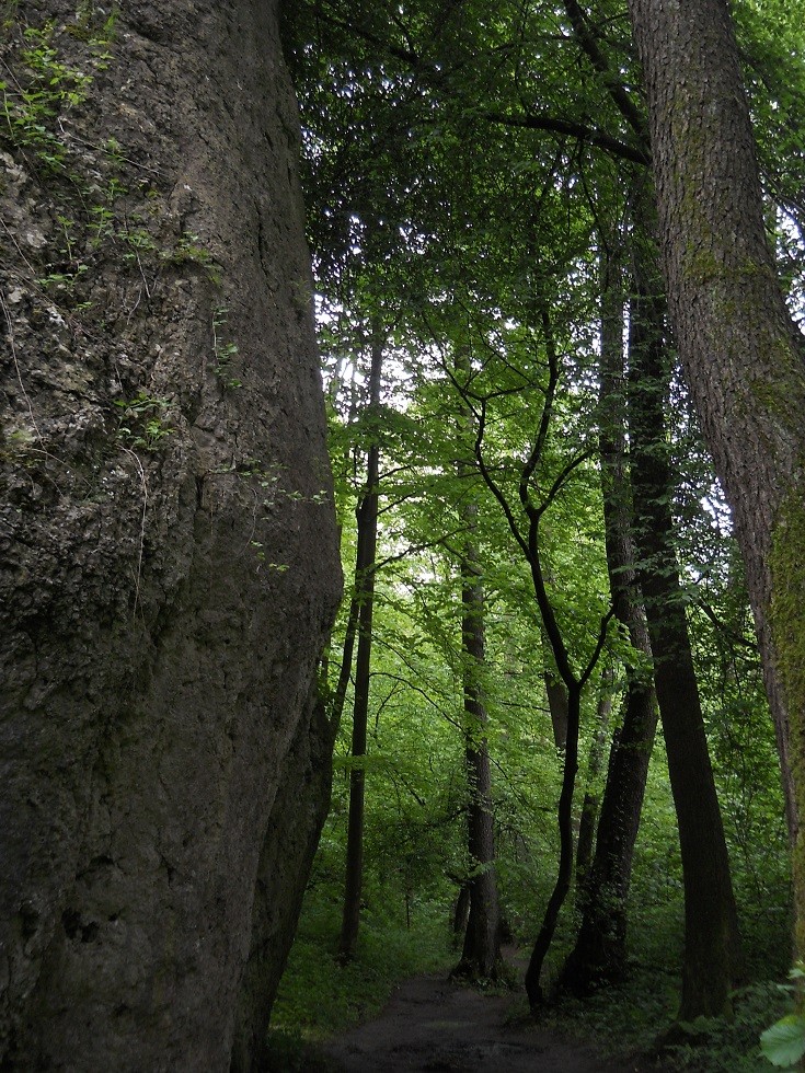 Podróże, Dolina Mnikowska, wycieczka spacerowo - wyczynowa:) - Dalsza część szlaku, na którą już jednak warunki pogodowe nie pozwoliły.