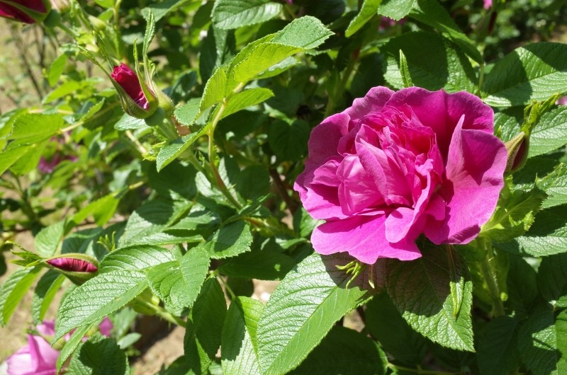 róże odporne na suszę 