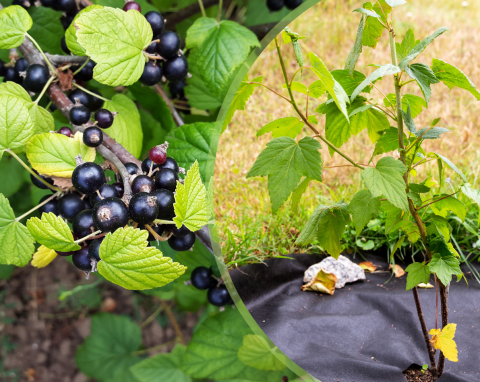 Jak przesadzić lub podzielić stary krzew czarnej porzeczki? Ogrodnik pokazuje dobry sposób