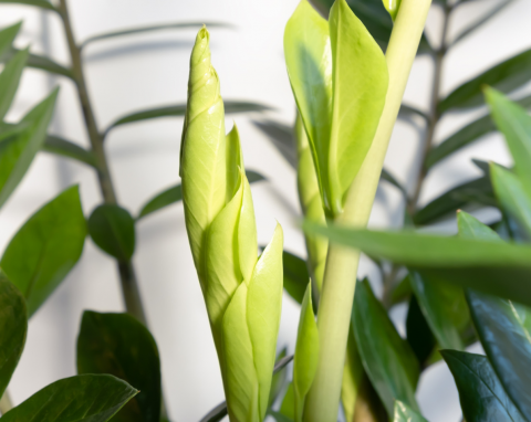 Dlaczego zamiokulkas nie wypuszcza nowych liści? Powód jest banalny, specjalna herbatka szybko zadziała