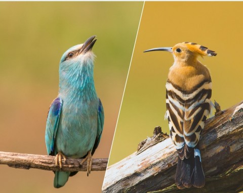 Trudny quiz o ptakach. Czy potrafisz rozróżnić gatunki, które przylatują do ogrodu i na parapet?