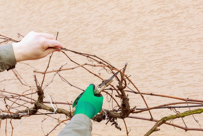 Nie wszyscy ogrodnicy wiedzą, jak przycinać winorośl.