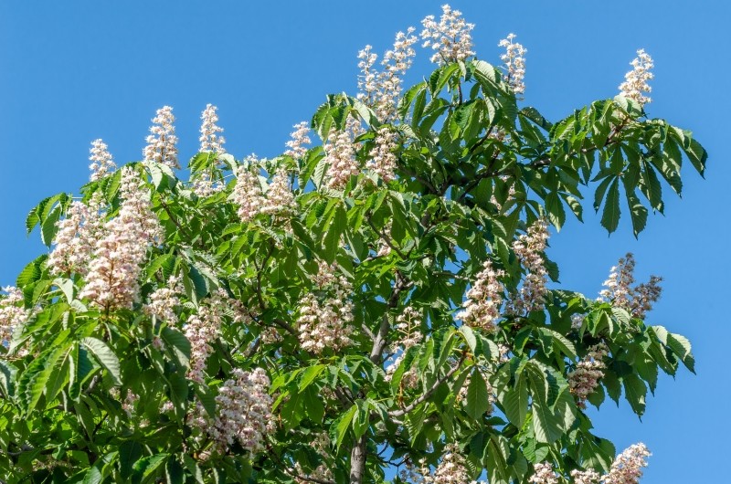 kasztanowiec wielokwiatowy