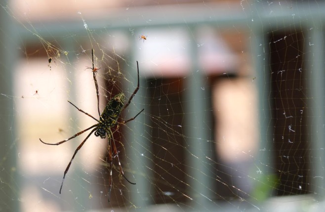 Jak pozbyć się pająków i owadów z mieszkania?