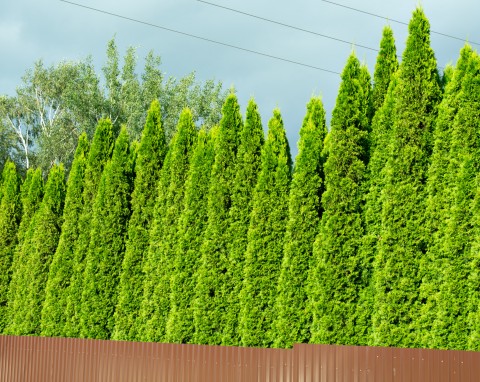 Przygotowanie tui do zimy. O czym trzeba pamiętać, by wiosną były zdrowe i zielone?