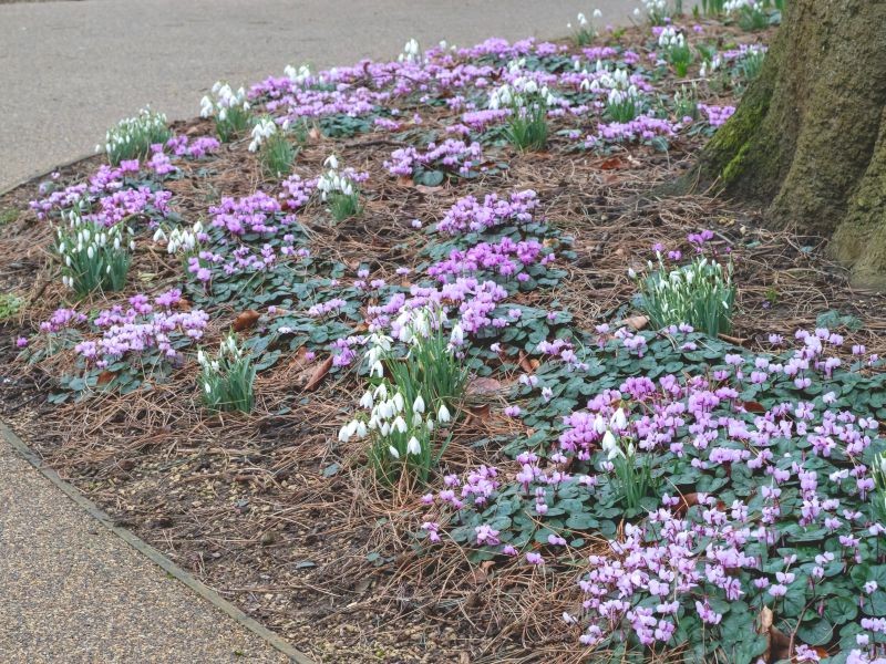 Cyklamen dyskowaty dobrze się czuje pod drzewami liściastymi.