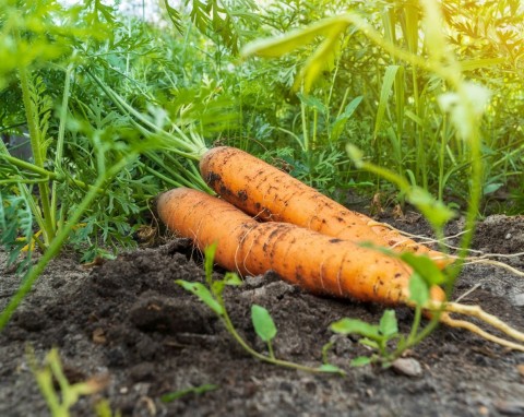 Dlaczego korzenie marchewki rozdwajają się i skręcają? Oto sposób na długie, twarde i zdrowe korzenie