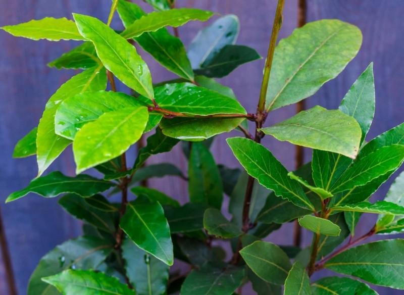 jak dbać o liść laurowy w zimie