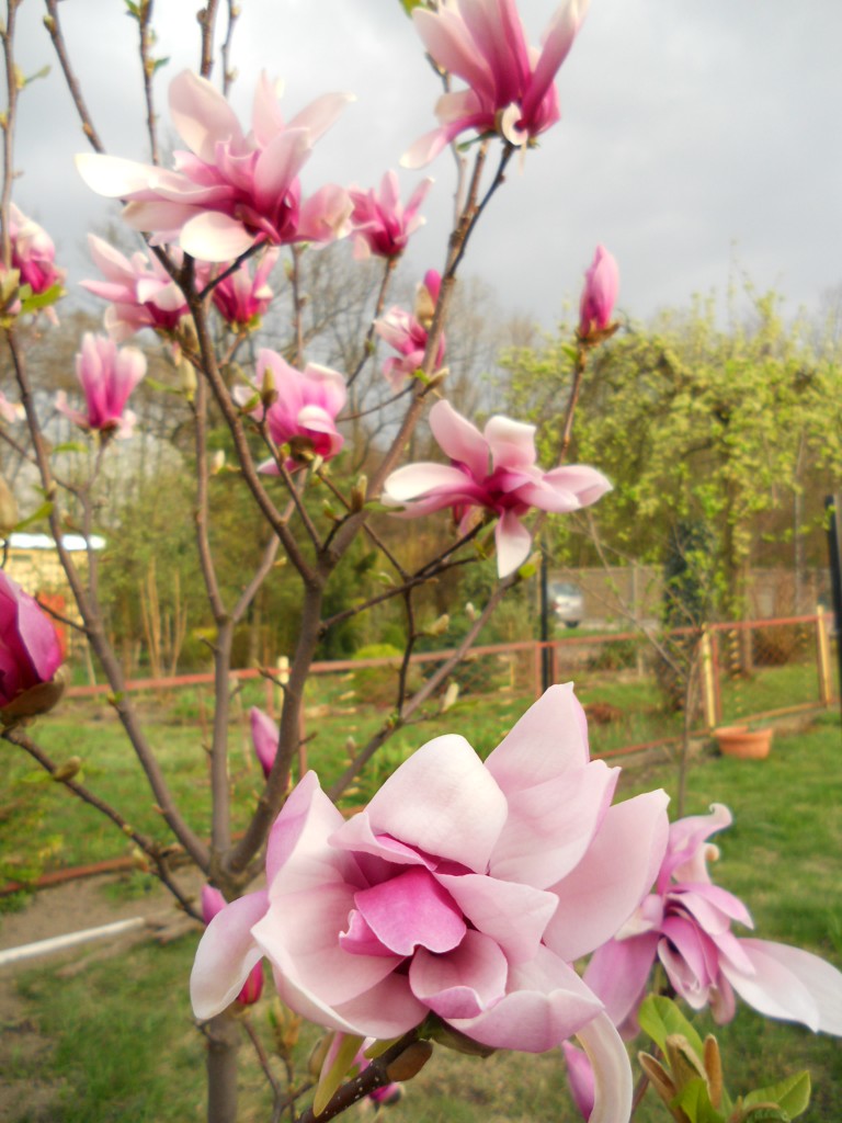 Pozostałe, Zeszły tydzień w oczekiwaniu na... I dzisiejsze działkowe kwiaty - moja magnolia :) 