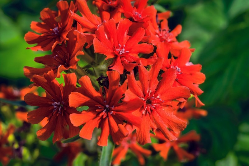 firletka chalcedońska