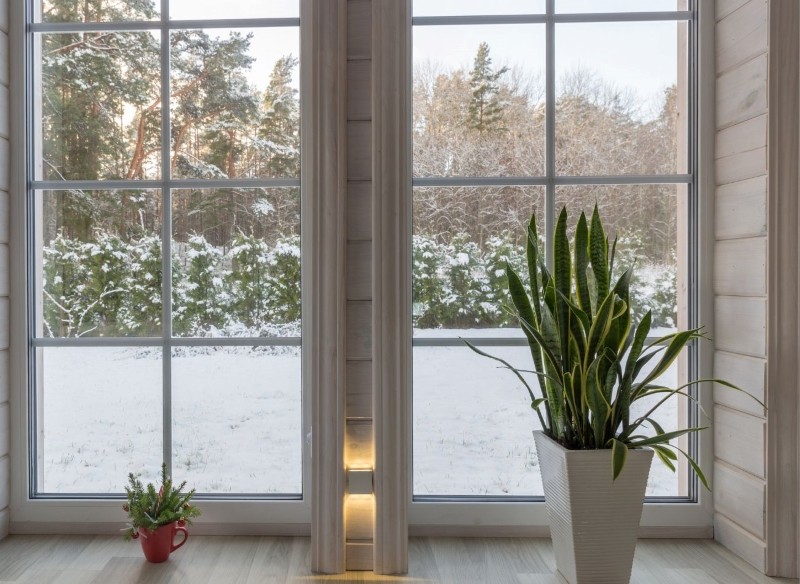 jak dbać o sansewierię zimą