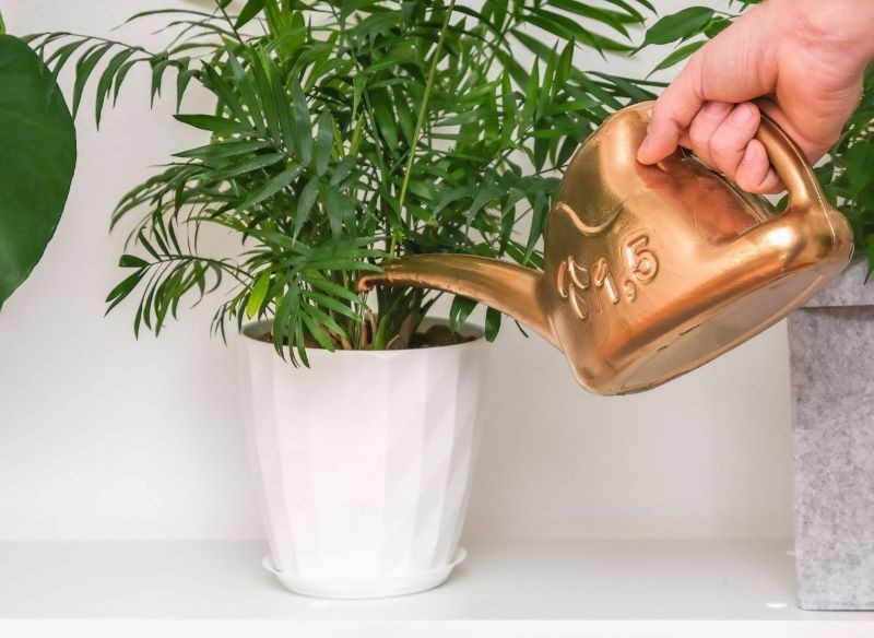 Chamedora wytworna to cieniolubna palma.