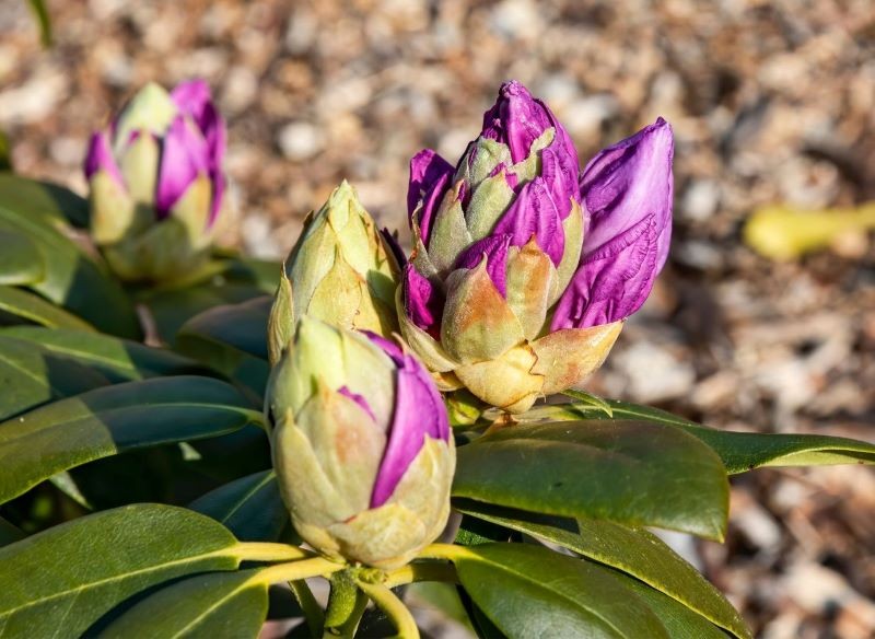 rododendron