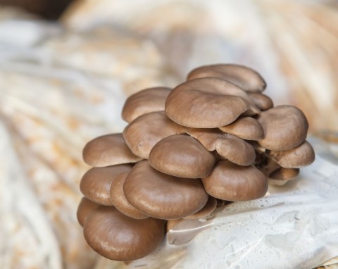 Domowa uprawa grzybów  - poradnik nie tylko dla początkujących. Pierwsze zbiory już po tygodniu