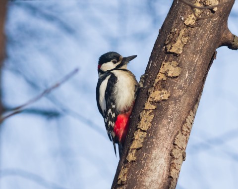 Czym zwabić dzięcioły do ogrodu? Powieś przy karmniku, w zimie to ich ulubiony pokarm