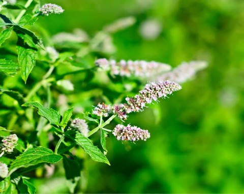 Mięta polna (Mentha arvensis)