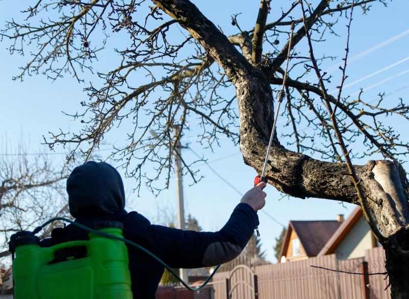 Opryski mogą uchronić drzewa przed przędziorkami.